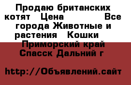 Продаю британских котят › Цена ­ 30 000 - Все города Животные и растения » Кошки   . Приморский край,Спасск-Дальний г.